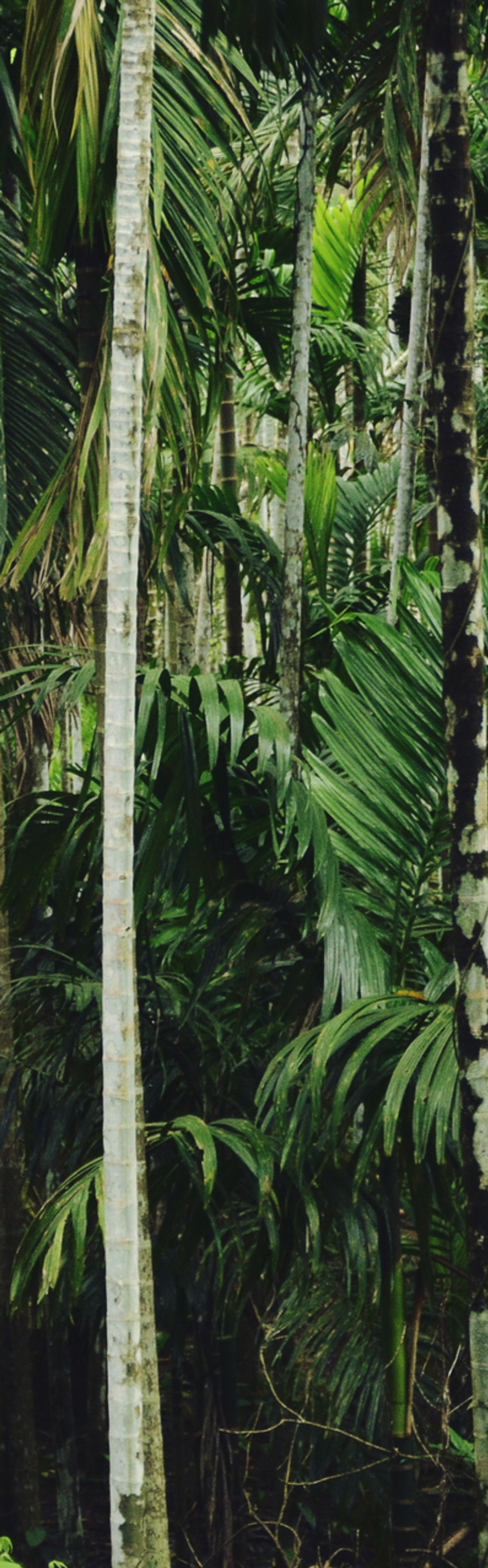 Forêt de palmiers dense