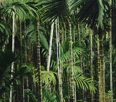 Forest Trees