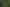 Dense Palm Forest