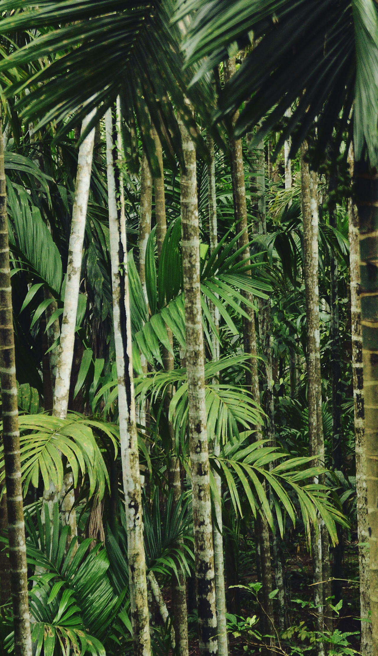 Forest Trees