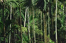 Forest Trees