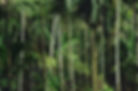 Forest Trees
