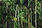 Forest Trees