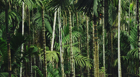 Dense Palm Forest