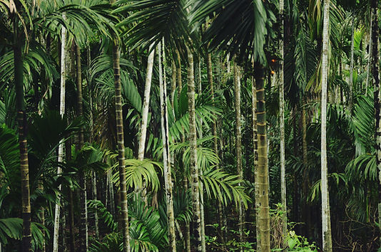 Dense Palm Forest
