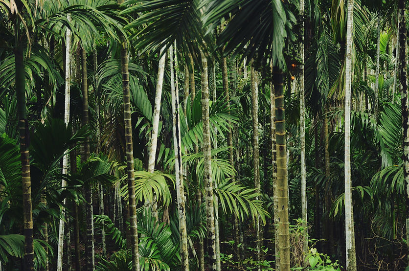Forest Trees
