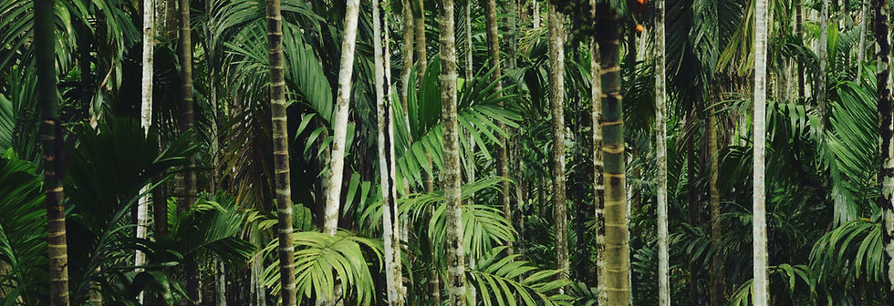 Forest Trees