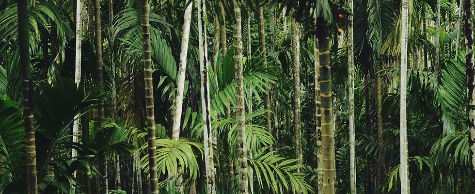 Waldbäume