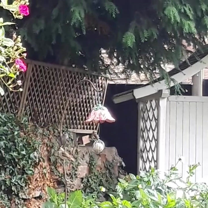 Thumbnail: Hanging White Ceramic Flower Bird Feeder with Ladybird