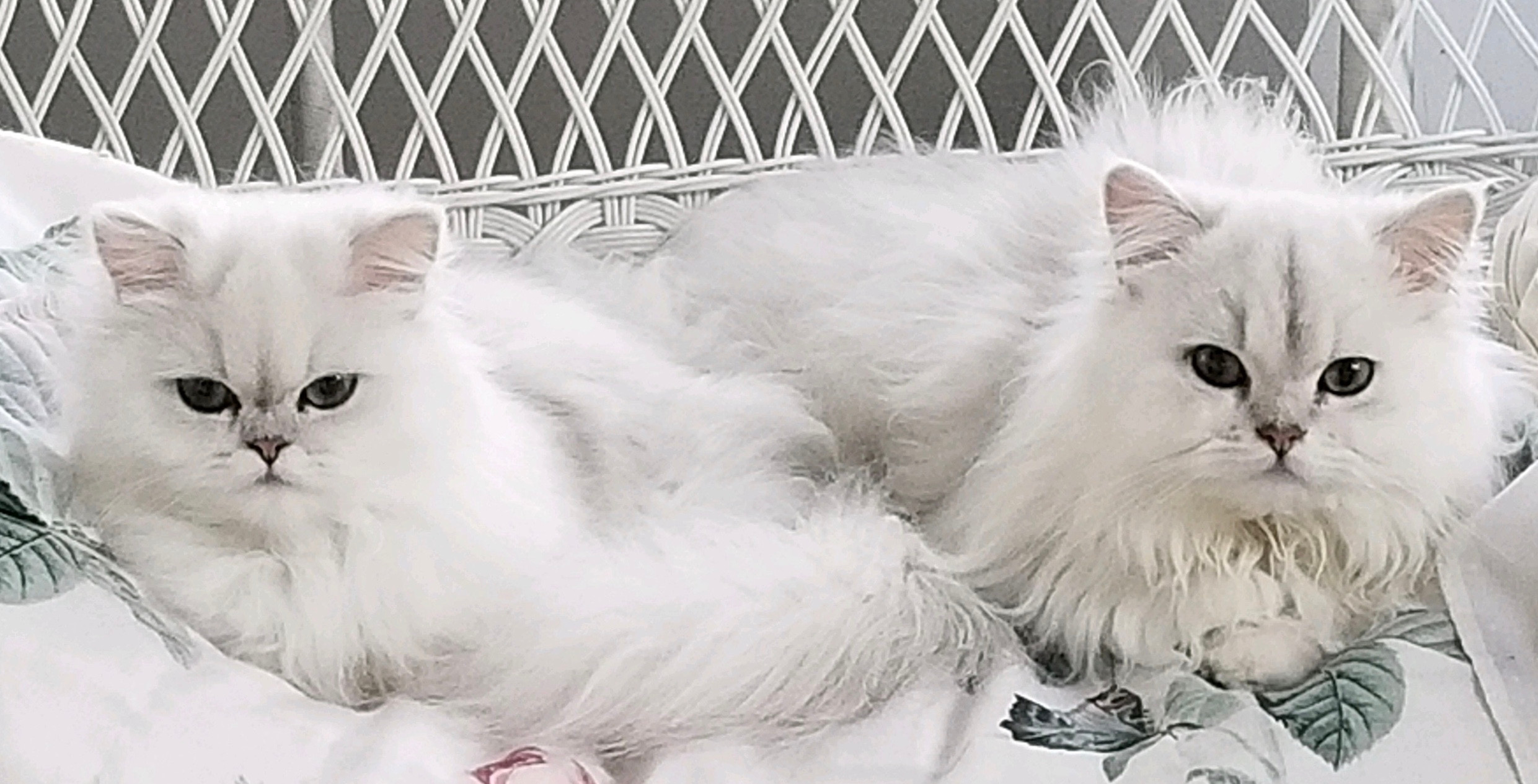 Dearheart persian hotsell