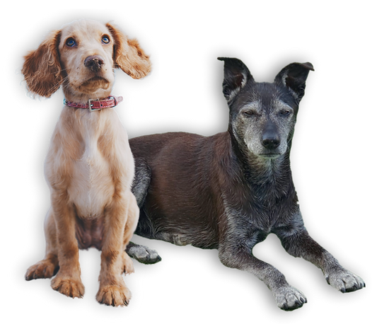 Two dogs, a puppy and a senior dog. They are sitting down after their groom