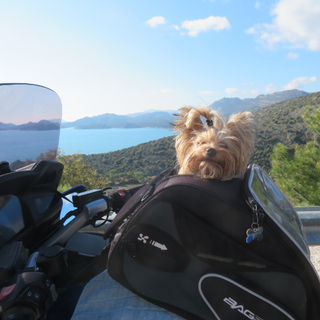 Small biker dog on a motorcycle enjoying a sunny riding day in Turkey seaside on the back