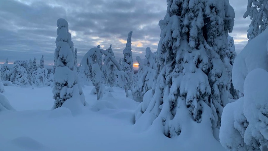 winter snow landscape with trees covered with lots of snow, white 