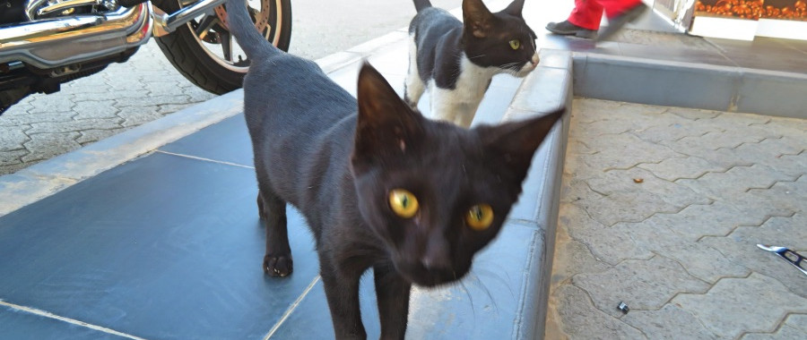 Black cat with pretty yellow eyes