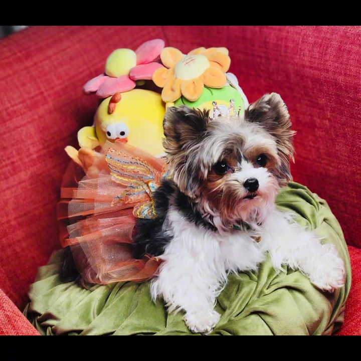 Miniatura: Tutus para Perritas