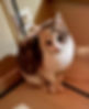 stage chie chat comportement education dressage.jpg