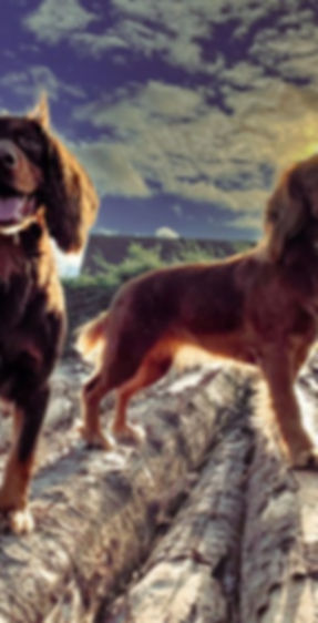 roxie and missy photo.jpg