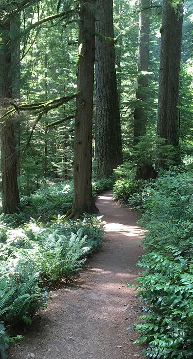 Wooded path-beautiful-quiet.jpeg