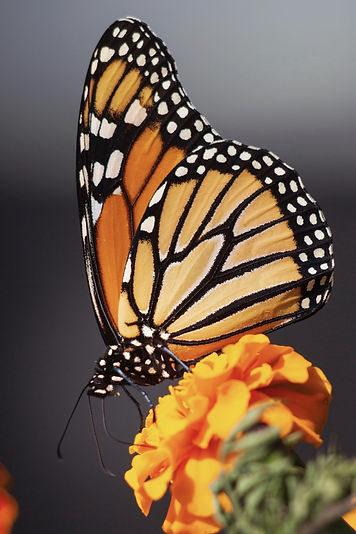 monarch butterfly-marigold-colorful.jpeg