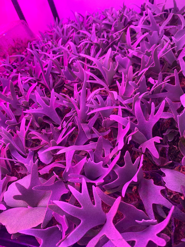 P. Yellow Moon Dwarf 'Totoro | Fernzland