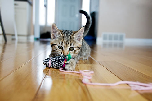 pets-at-home-kitten-playing-with-toy.jpg
