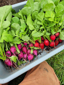 Rambling House & TaleSpinner | Nashua, NH Brewery and Farm-to-Table ...