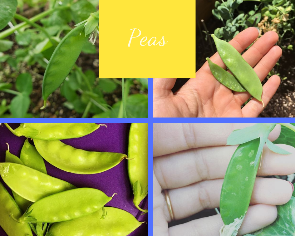 Peas collage