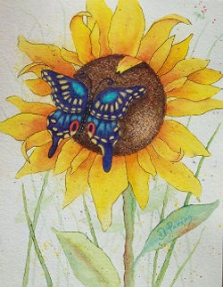 Swallowtail sunflower