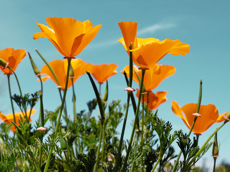 california-poppy-732x549-thumbnail.jpg