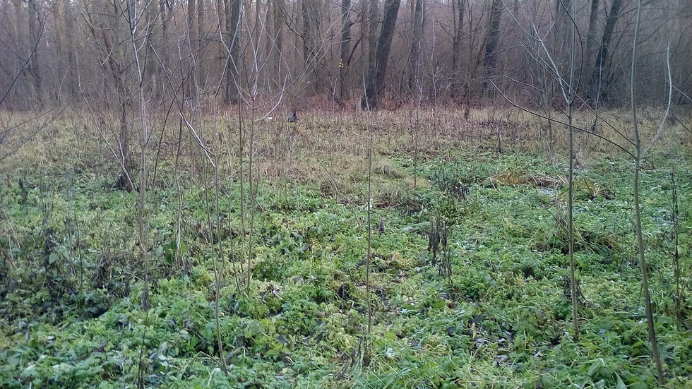 став на качайбабі