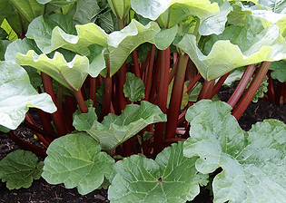 livingstone-rhubarb.png