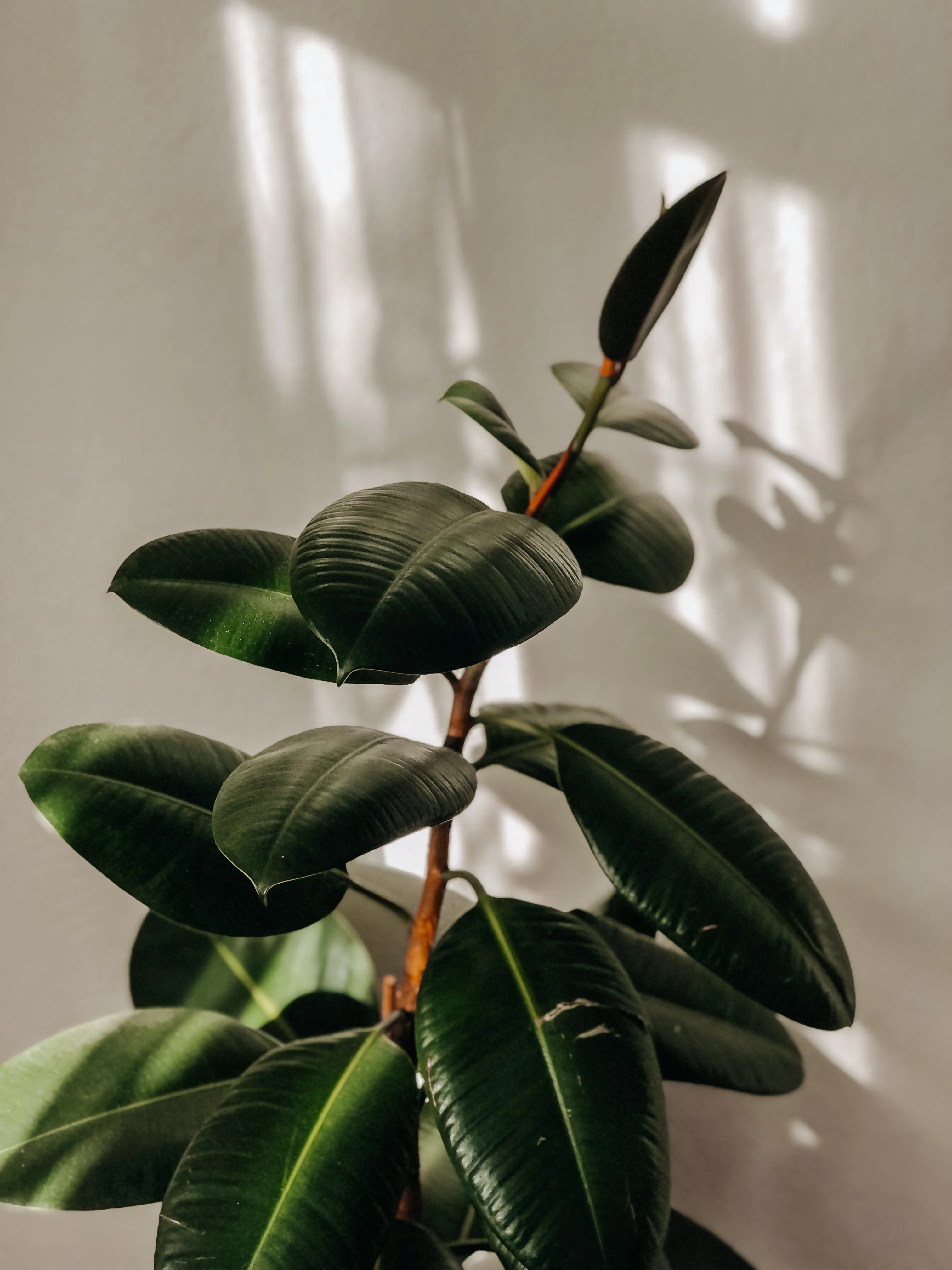 px-pexels-fadime-erbass-12026452.webp