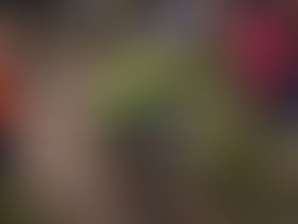 Female rider on restart of Blue Hills 2 on the 102nd Lands End Trial 2026. Rider wearing neon yellow helmet and jacket. Motorcycle Scorpa TY125 covered in mud.