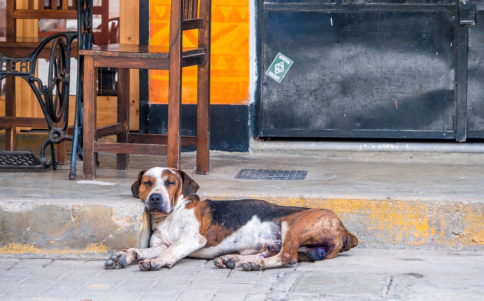 One of the local street dogs having a siesta. AvVida.co.uk
