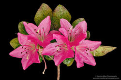 Copy of 2019-09-26-18.13.27 ZS PMax_1