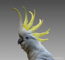 Cockatoo