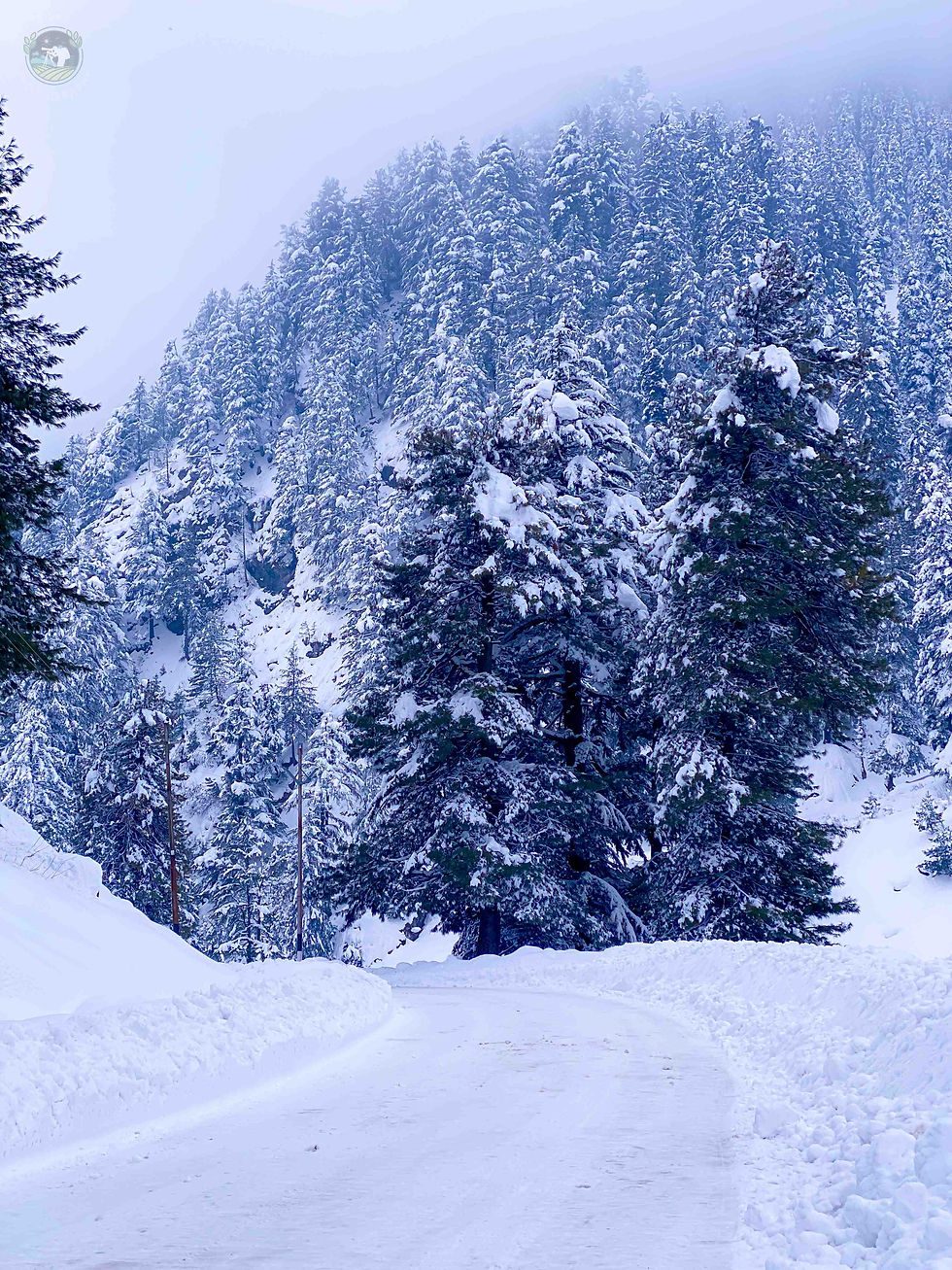 Gulmarg Snow