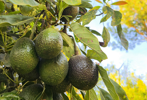 Avocados_edited_edited.jpg