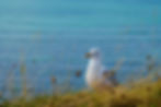 Möwe am Meer, aufgenommen von heger fotografie nrw.