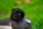 Reiherente von Heger Fotografie NRW im Fokus.