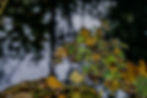 Herbstblätter auf Wasser von Heger Fotografie NRW