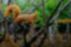 Eichhörnchen auf einem Ast, heger fotografie nrw