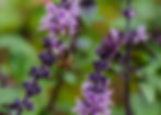 Biene auf lila Blüten von heger fotografie nrw