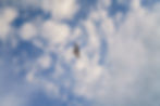 Vogel fliegt unter blauem Wolkenhimmel, heger fotografie nrw