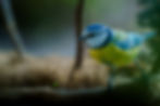 Blaumeise im Profil, Naturaufnahme von Heger Fotografie NRW