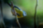Blaumeise auf einem Zweig, fotografiert von heger fotografie nrw