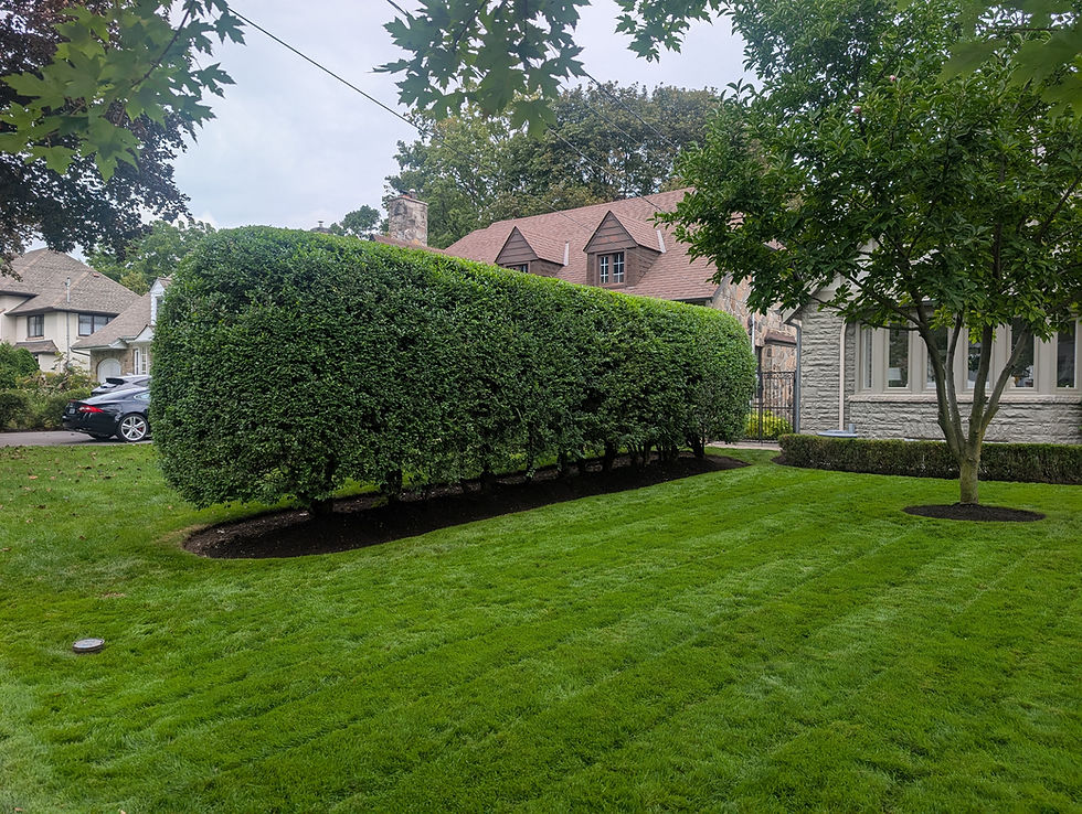 Freshly mowed residential lawn with a neatly trimmed hedge and mature trees.