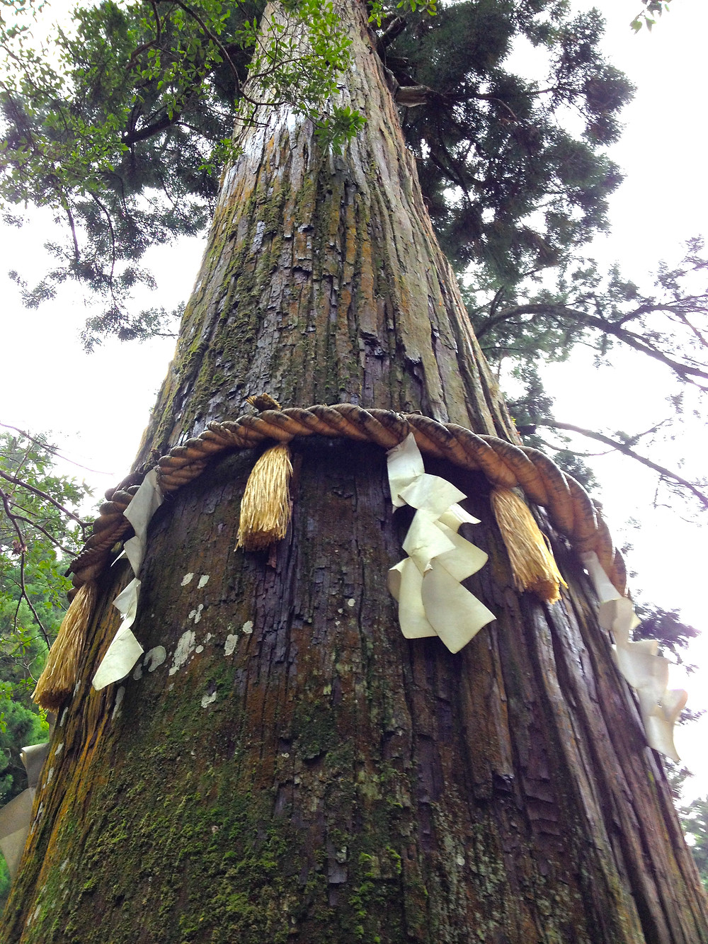 Japanese tree with Shimenawa showing it's sacred