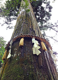 Tree with shimenawa, Mt Kurama