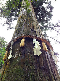 Tree with shimenawa, Mt Kurama